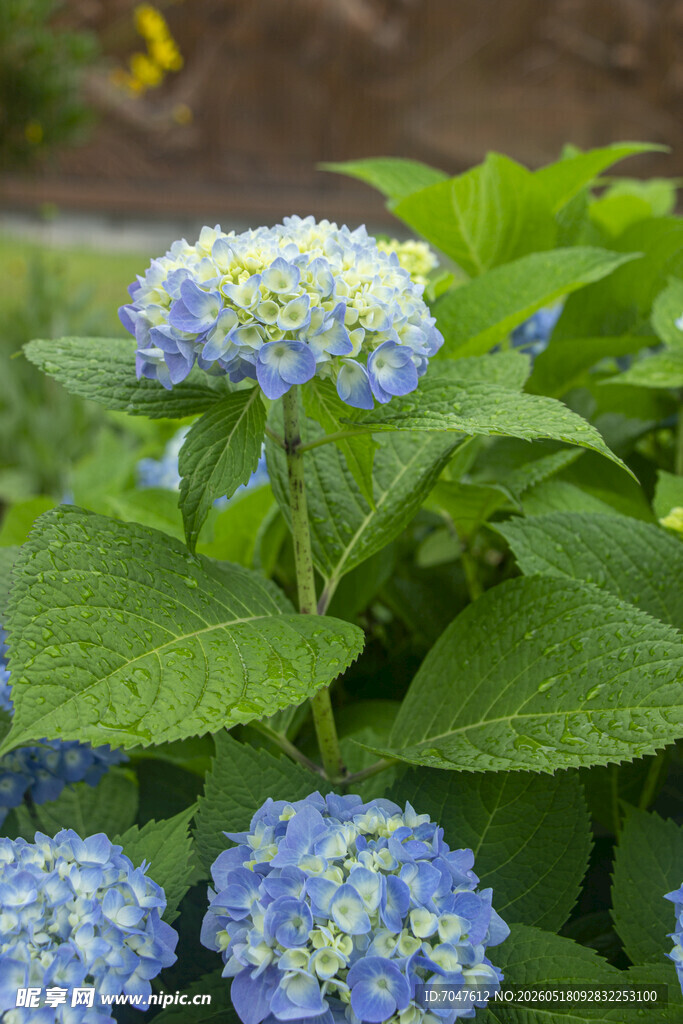 蓝色八仙花绽放绿意间