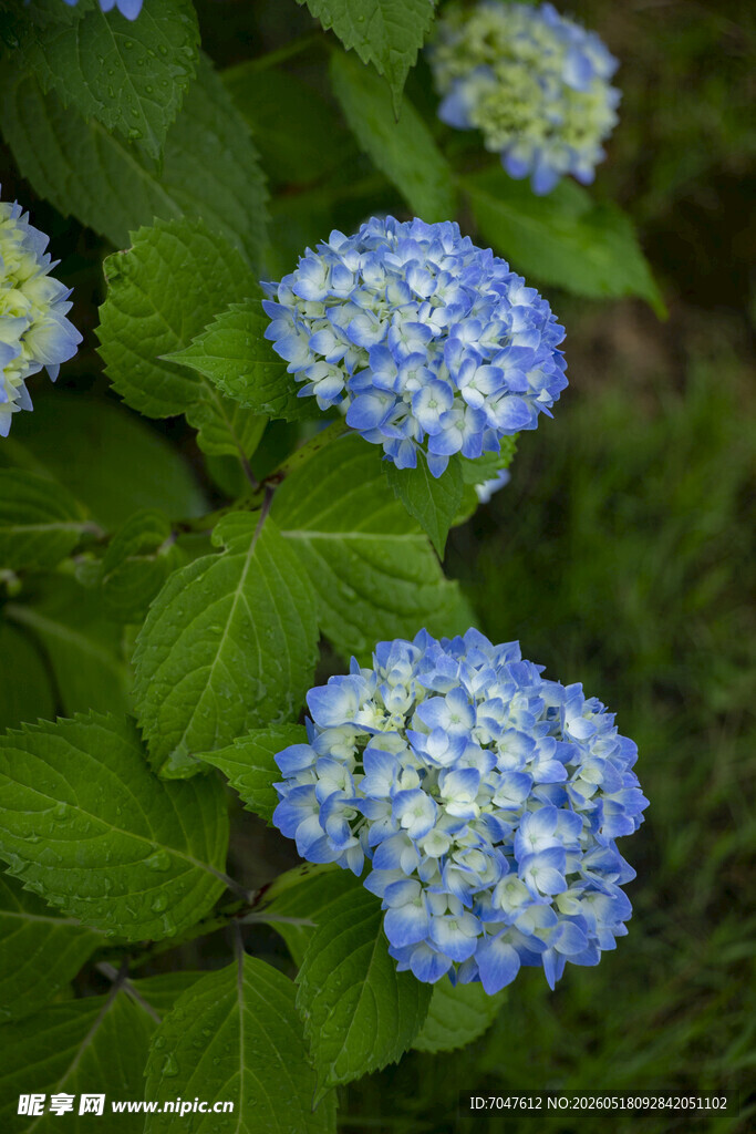 蓝色八仙花