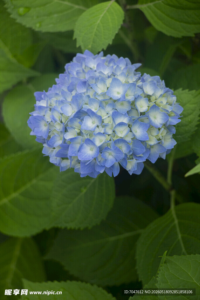 蓝色八仙花
