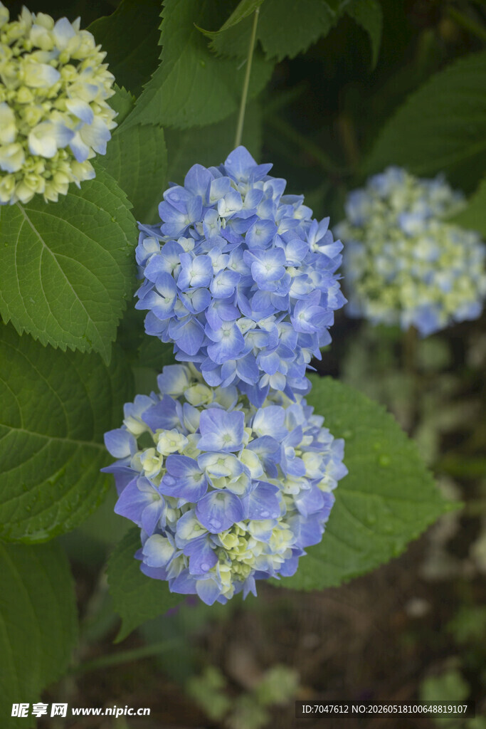 八仙花蓝白绣球花绽放于绿叶间