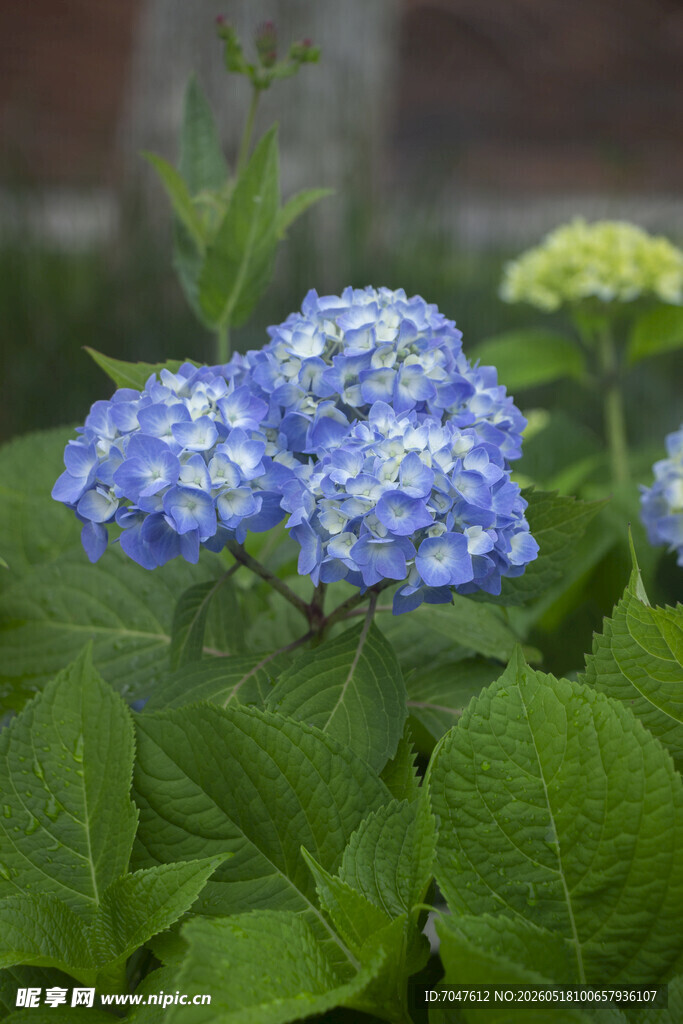 八仙花无尽夏蓝绣球花绽放绿叶间