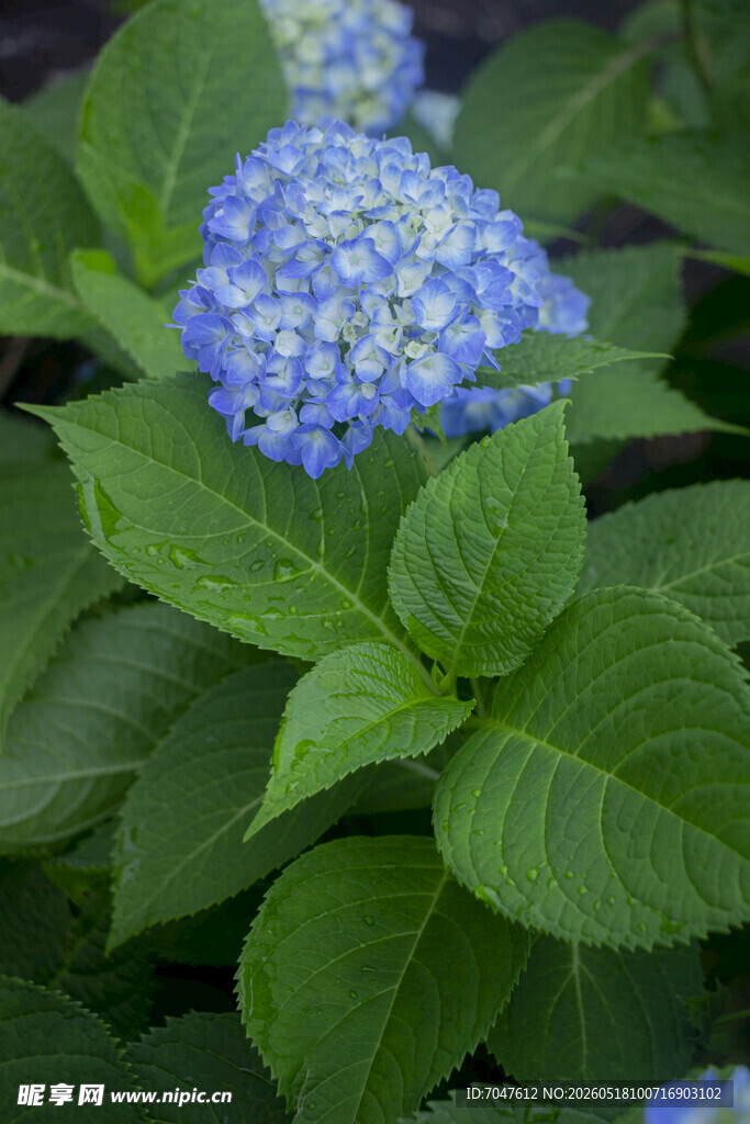 八仙花蓝色绣球花特写