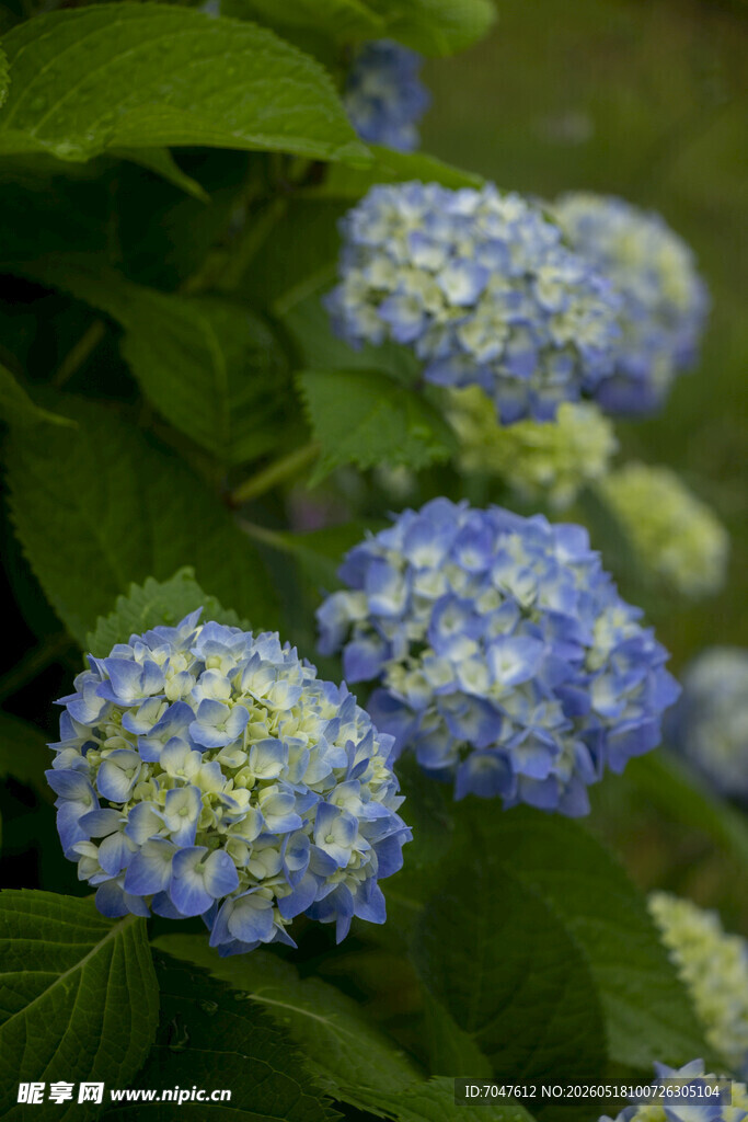 八仙花蓝绣球花绽放于绿叶间