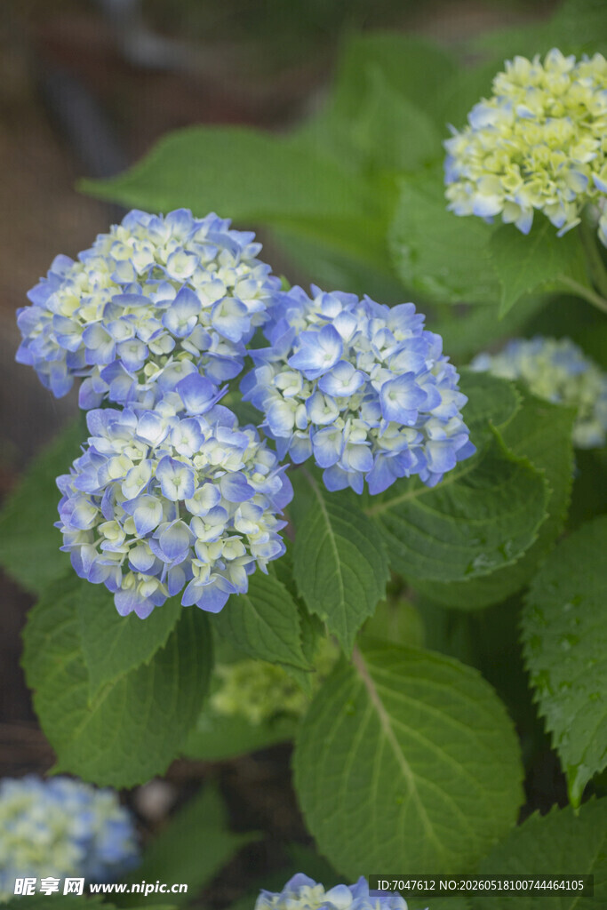 八仙花蓝白绣球花绽放