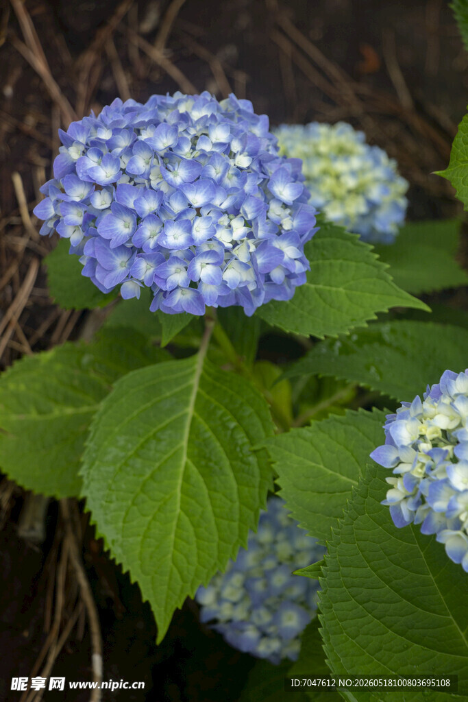 八仙花蓝绣球花绽放绿叶间