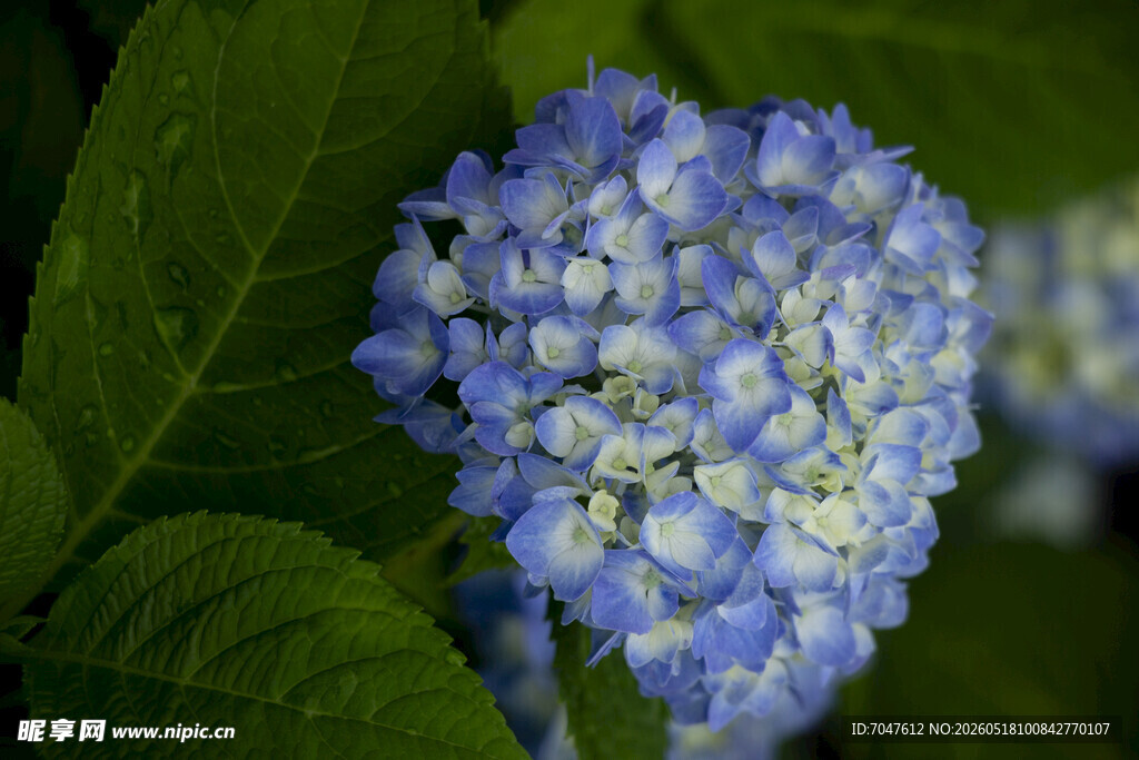八仙花蓝白绣球花特写