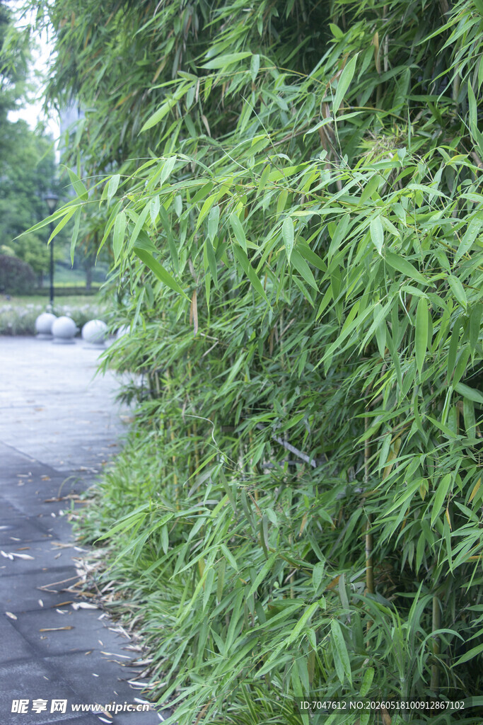 路边翠绿竹林景观