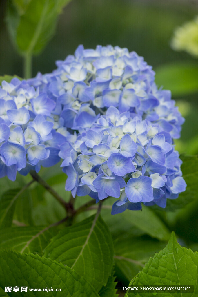 八仙花蓝色绣球花绽放