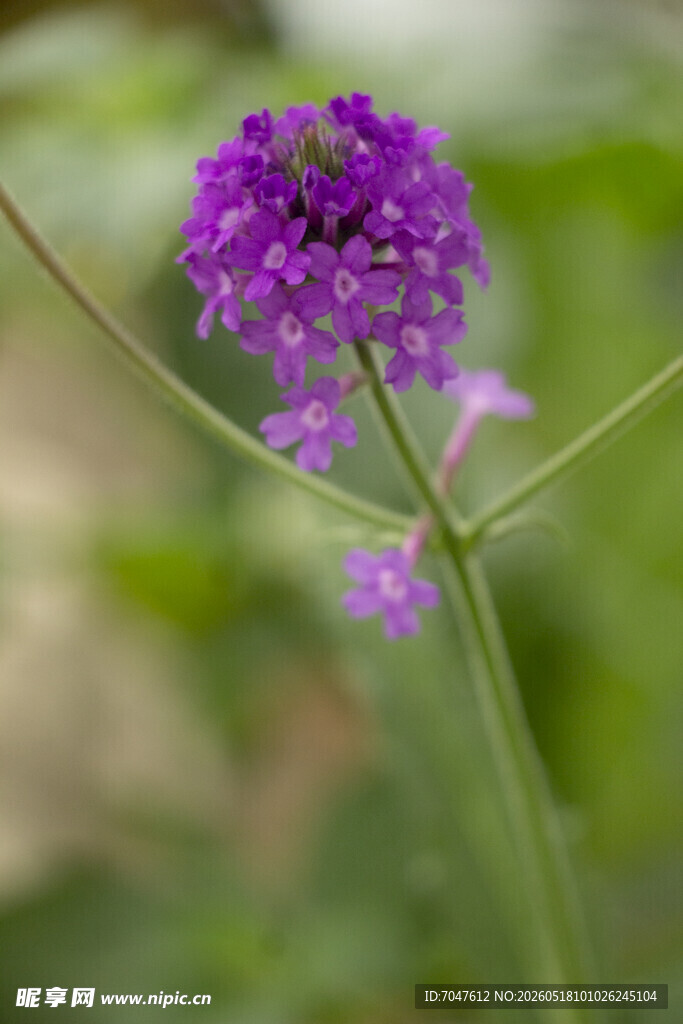 细长马鞭草紫色小花特写