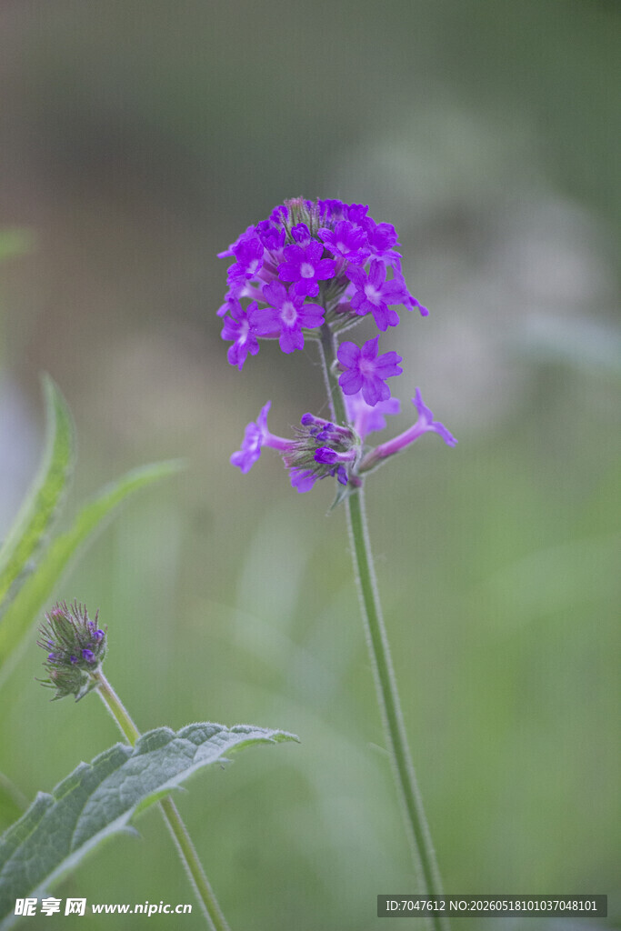 细长马鞭草紫色小花特写