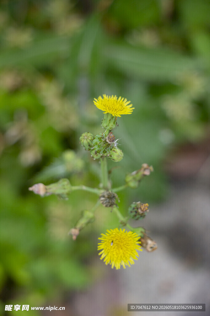 花叶滇苦菜黄色小花特写