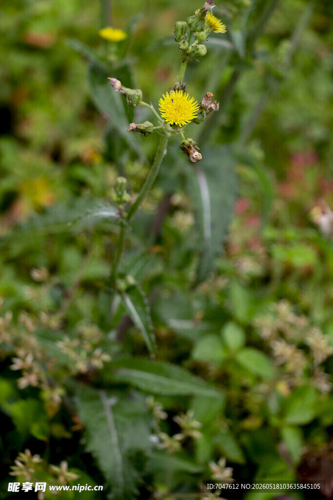 花叶滇苦菜田野中的黄色小花