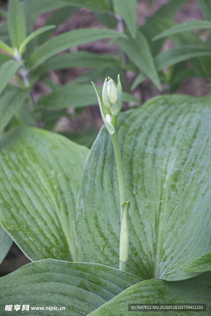 玉簪花的嫩绿花苞