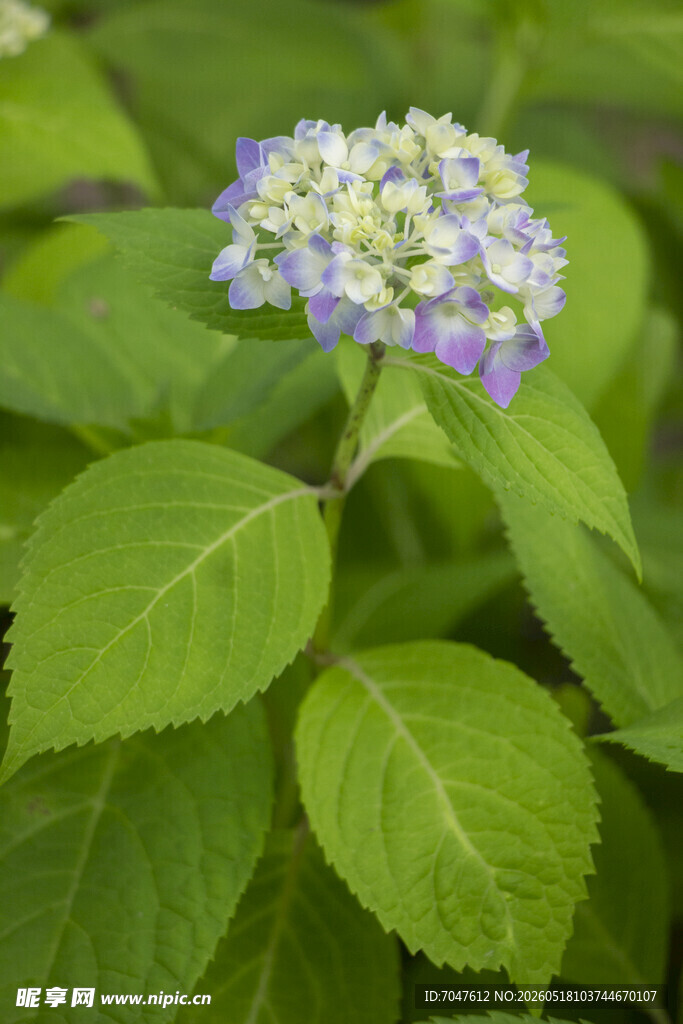 八仙花紫色绣球花绽放绿叶间