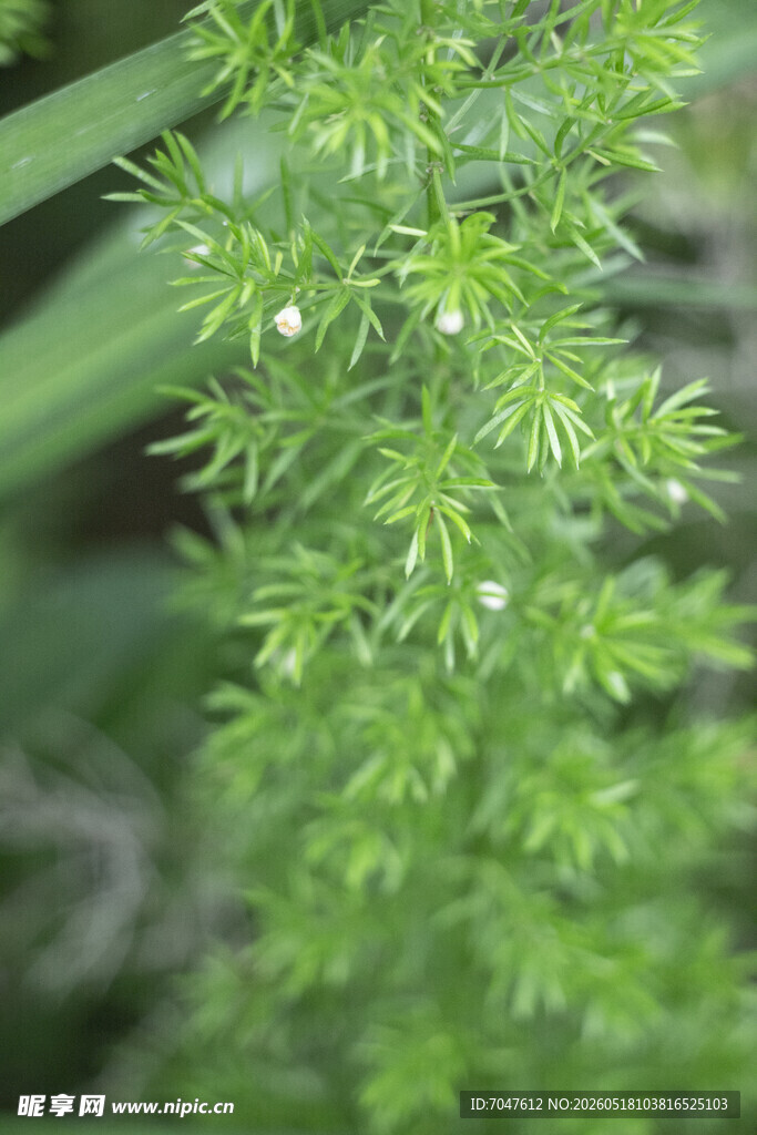 天门冬翠绿繁茂的针状植物枝叶
