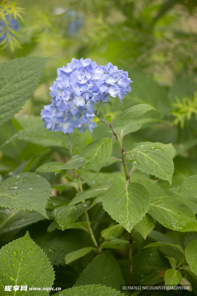 八仙花蓝绣球花绽放绿叶间