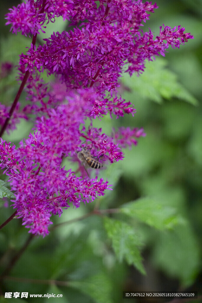 落新妇紫色繁茂花卉特写