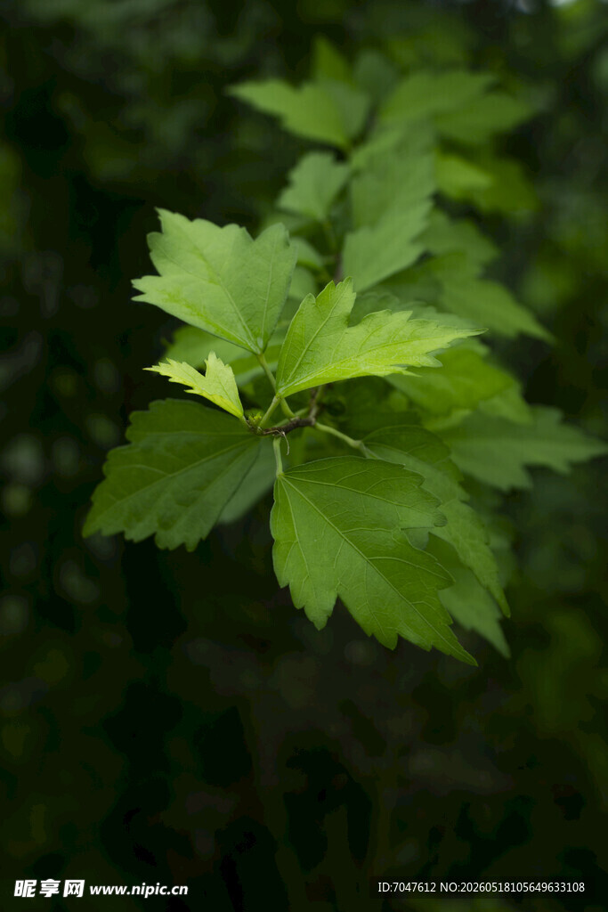 木槿嫩绿叶片特写
