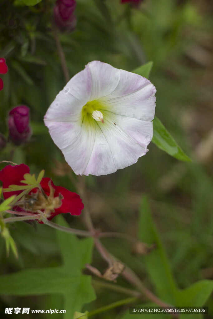 白色打碗花牵牛花绽放