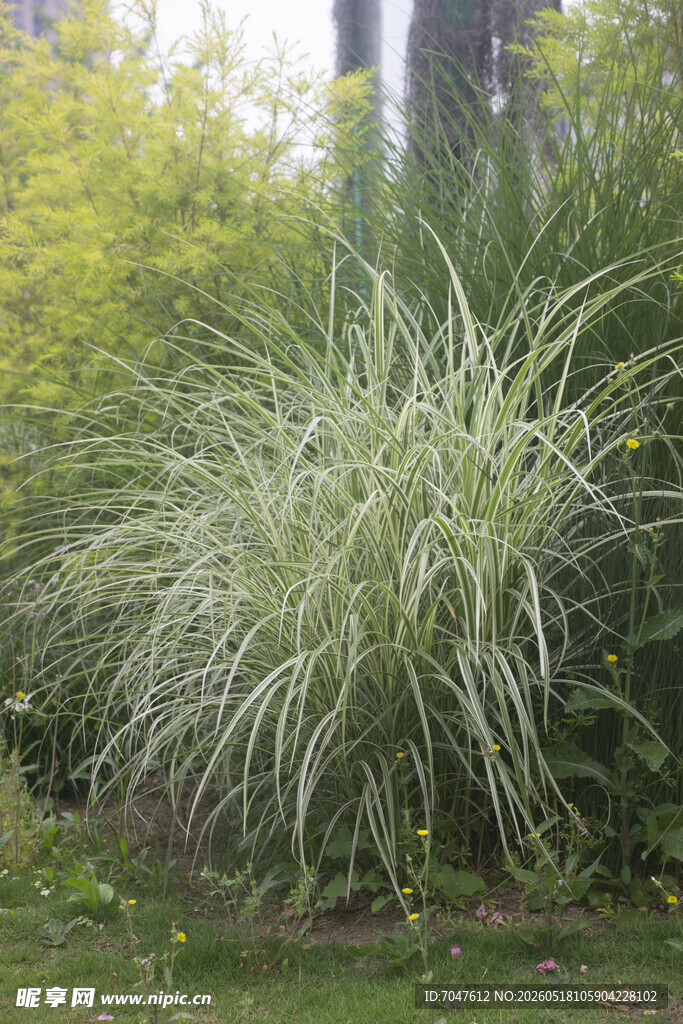 观赏草细叶芒