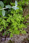 海金沙蕨类植物