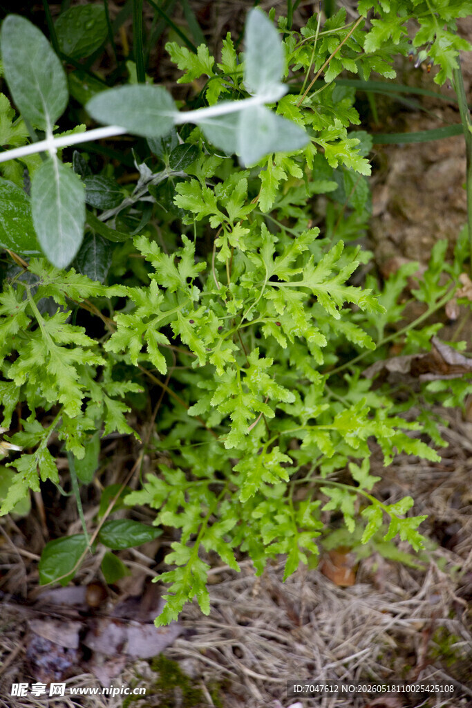 海金沙蕨类植物
