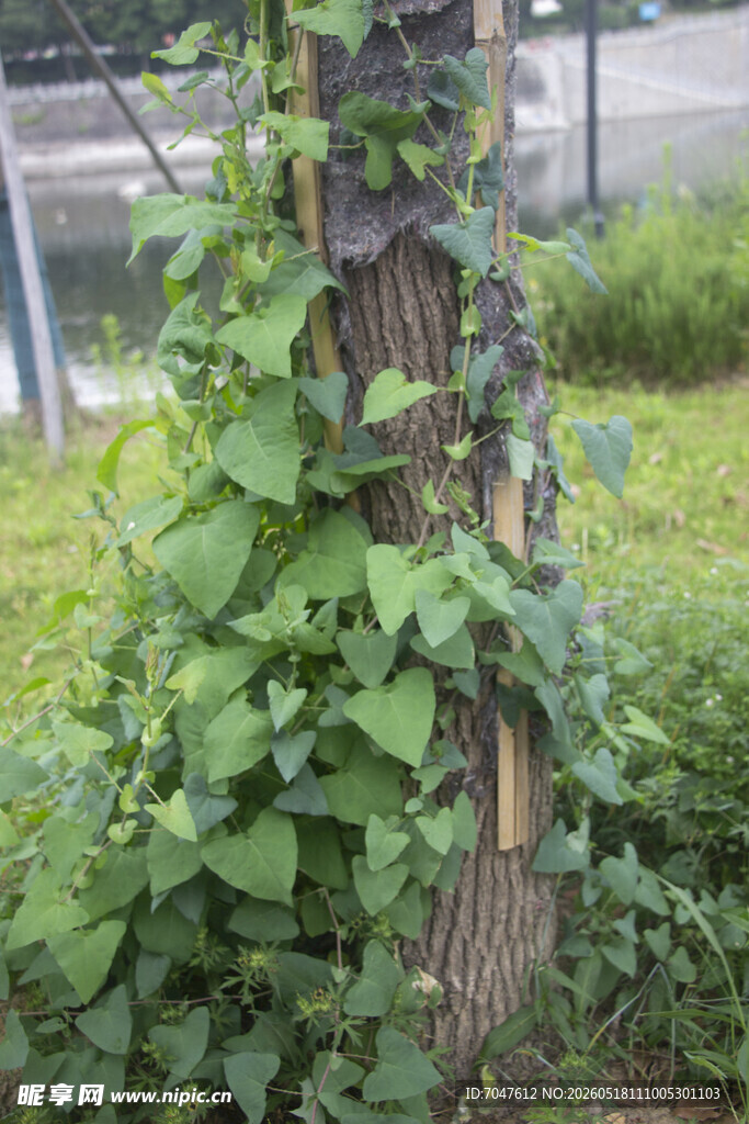 杠板归缠绕树干