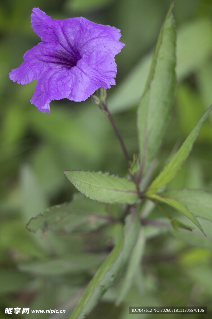蓝花草紫色小花特写