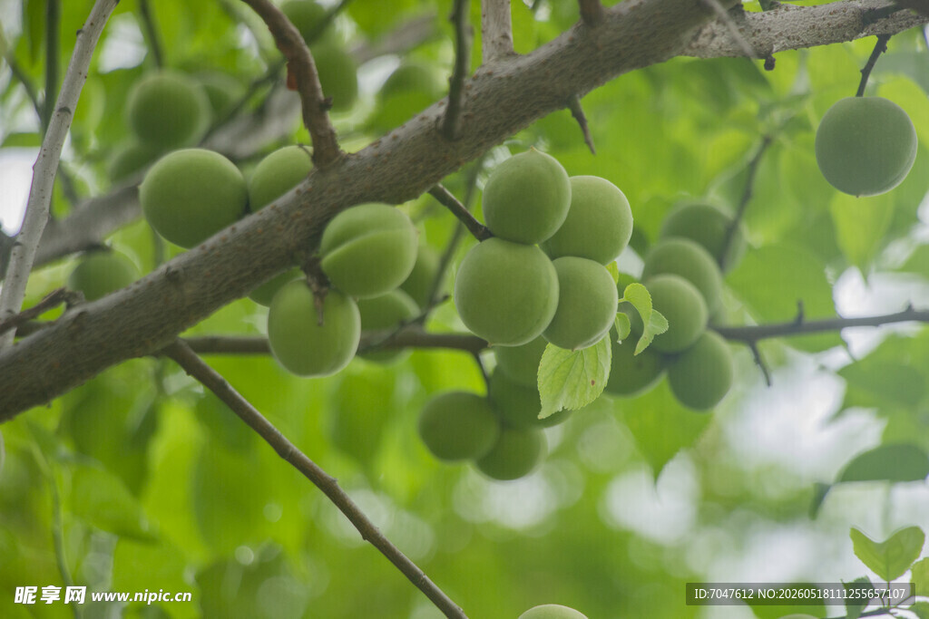 枝头嫩绿青梅
