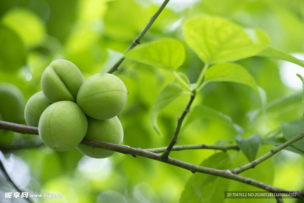枝头青梅