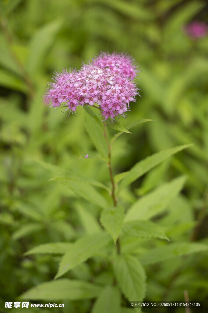 粉花绣线菊紫色小花绽放于绿叶间