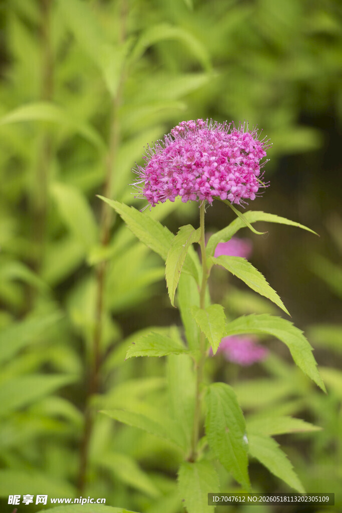 粉花绣线菊紫色小花绽放于绿叶间