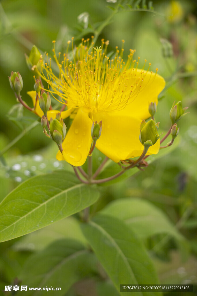 黄色金丝桃花特写