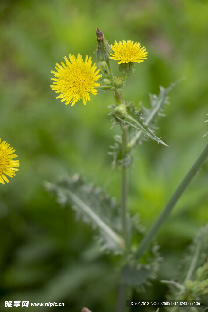 花叶滇苦菜黄色小花