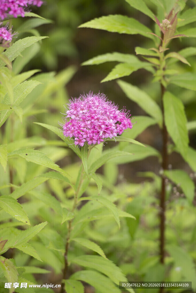 粉花绣线菊绽放的粉色花卉