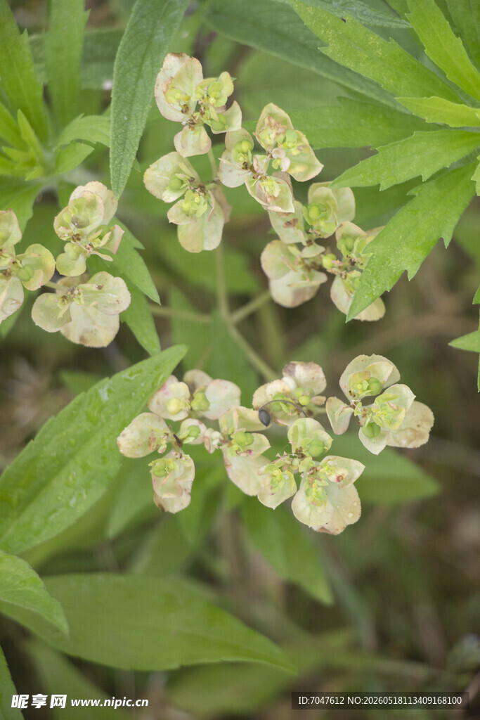 泽漆中草药