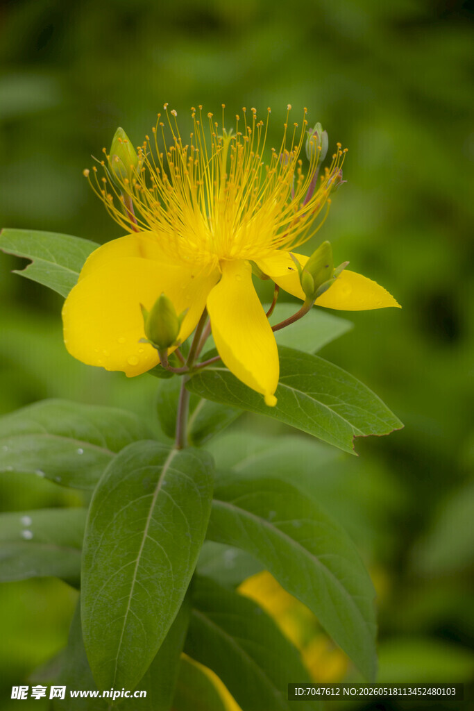 黄色金丝桃花特写