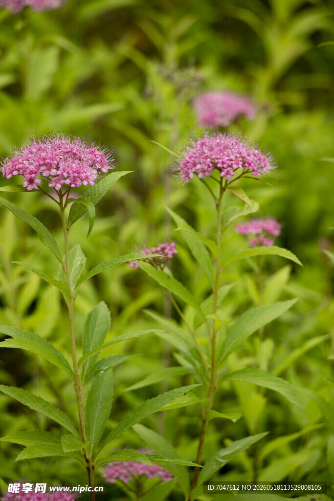 粉花绣线菊
