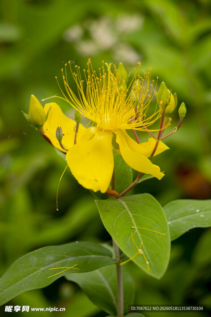黄色金丝桃花特写