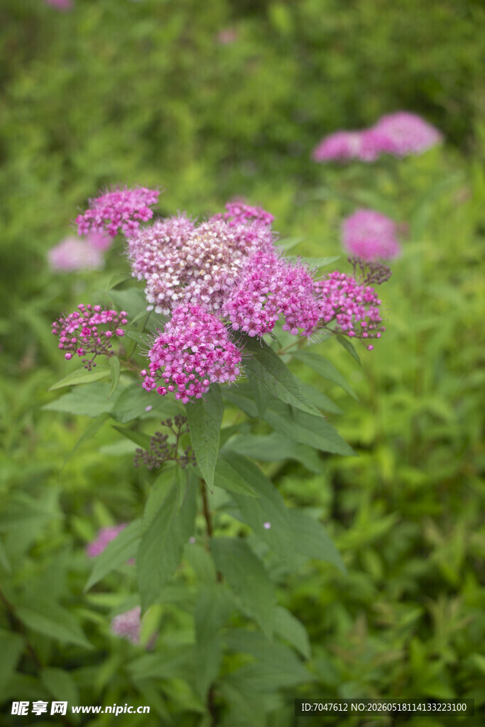 粉花绣线菊粉色小花绽放于绿意间