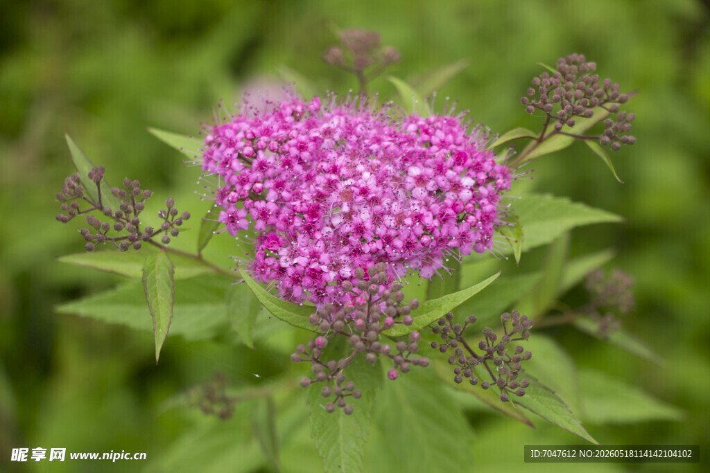 粉花绣线菊心形紫花绽放绿意间