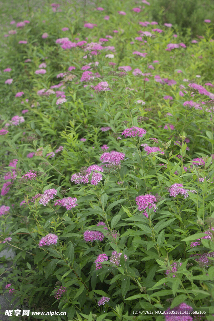 粉花绣线菊花丛的美丽景致