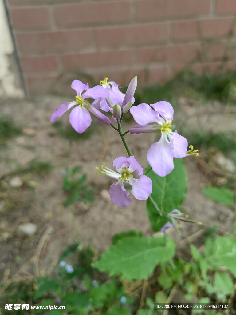 紫色小花绽放于地面