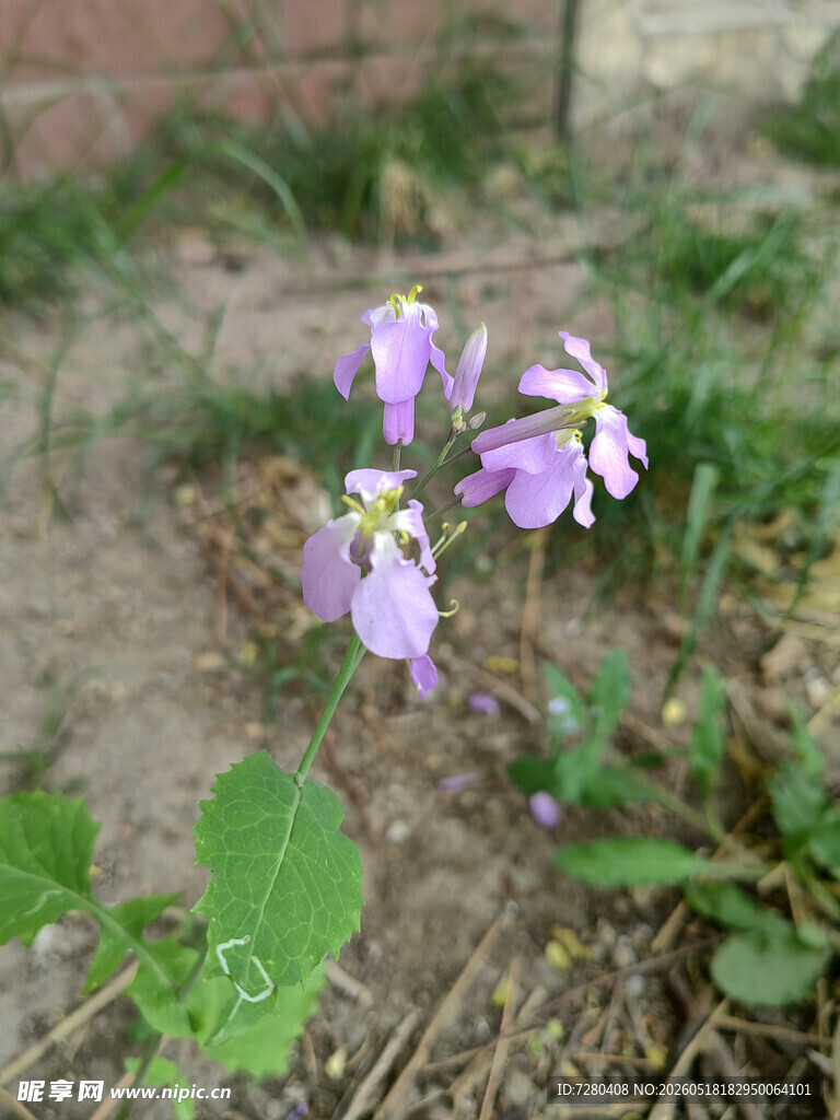 紫色野花绽放于草地