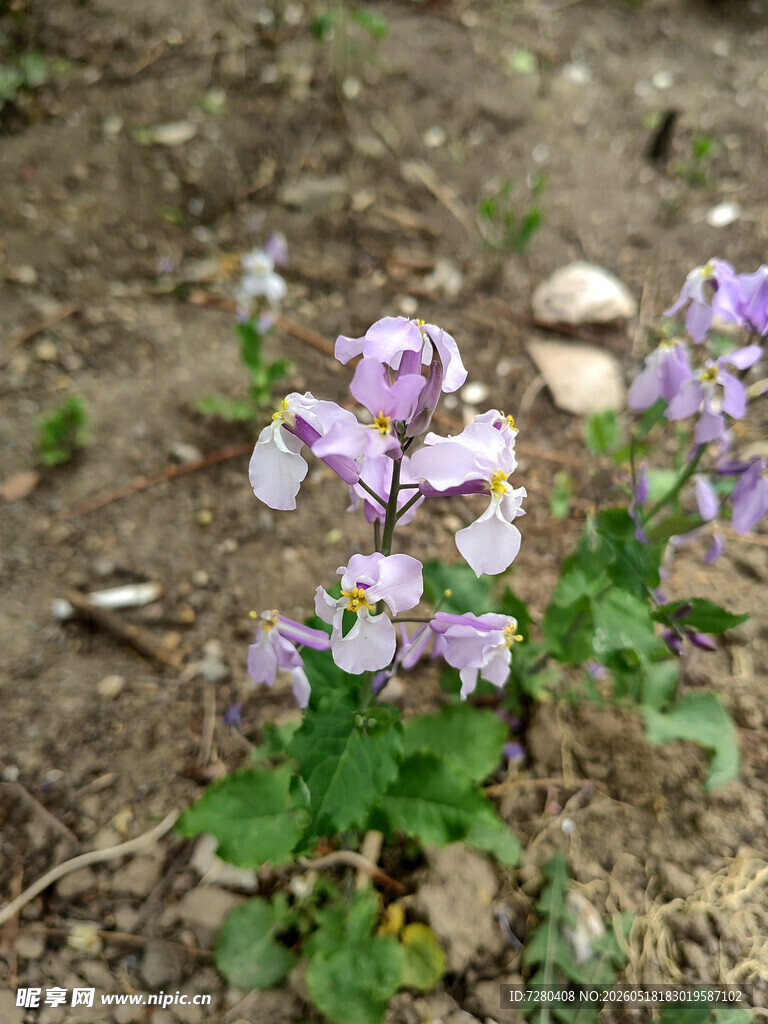 紫色小花绽放于泥土间
