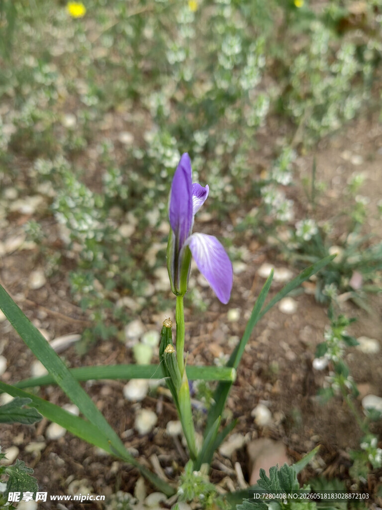 紫色野花特写