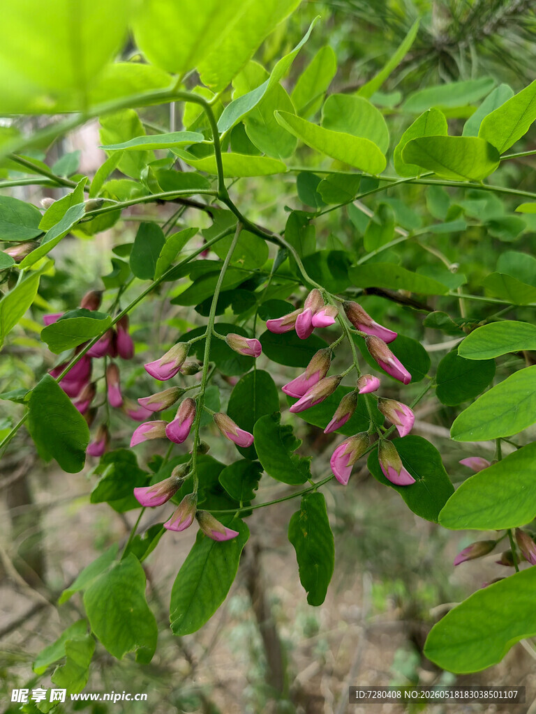 娇艳粉花绽于绿叶间