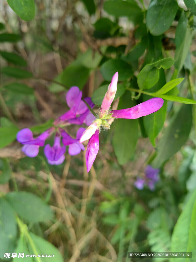 紫色小花绽放于绿叶间