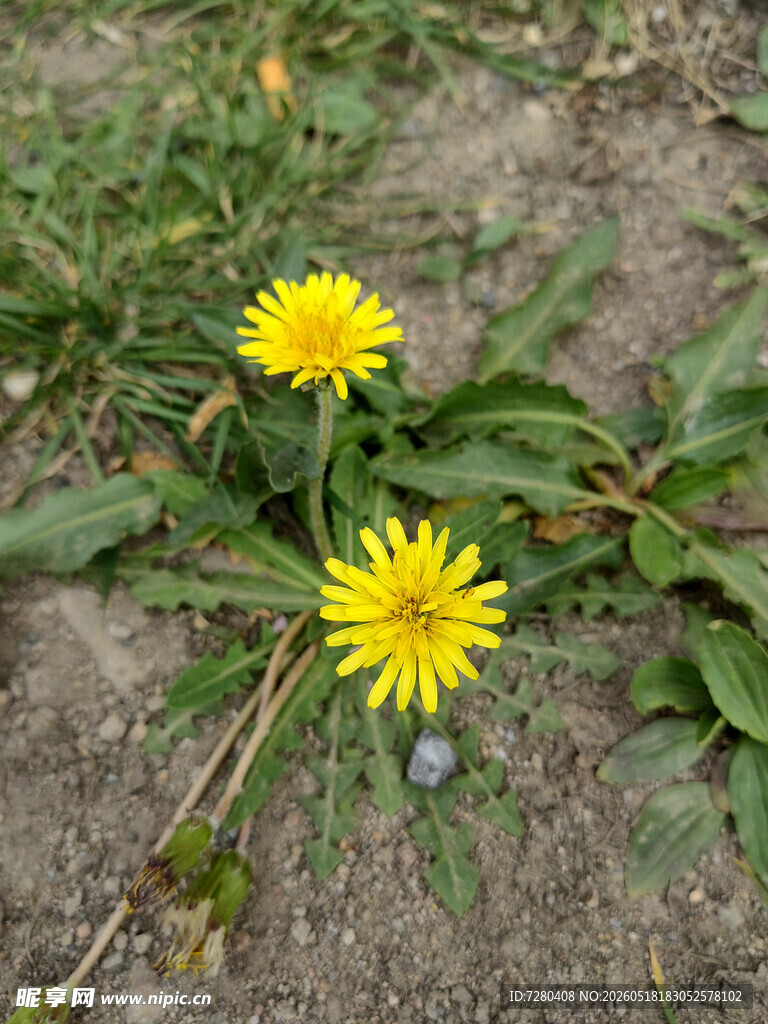 两朵黄色蒲公英绽于地