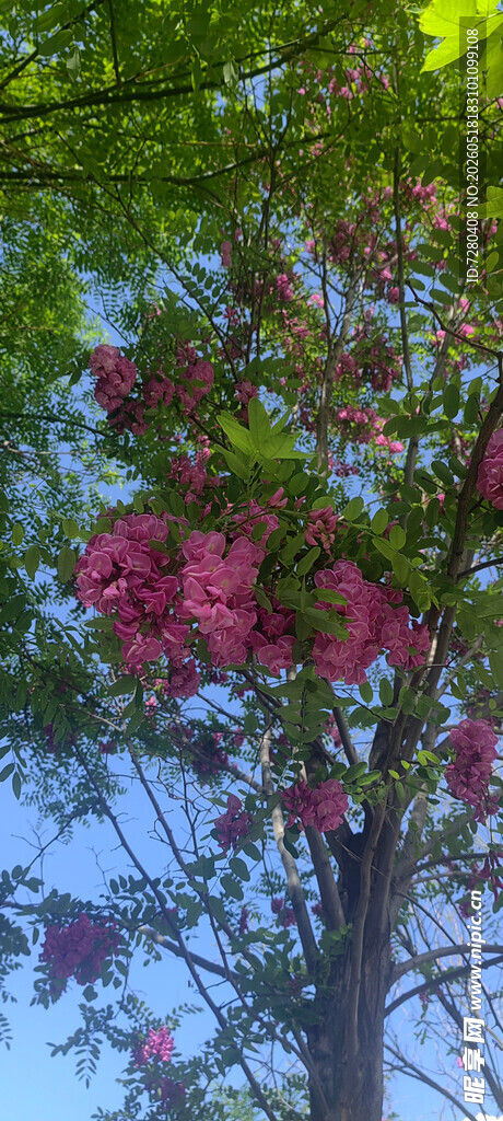繁花满树的美丽景致